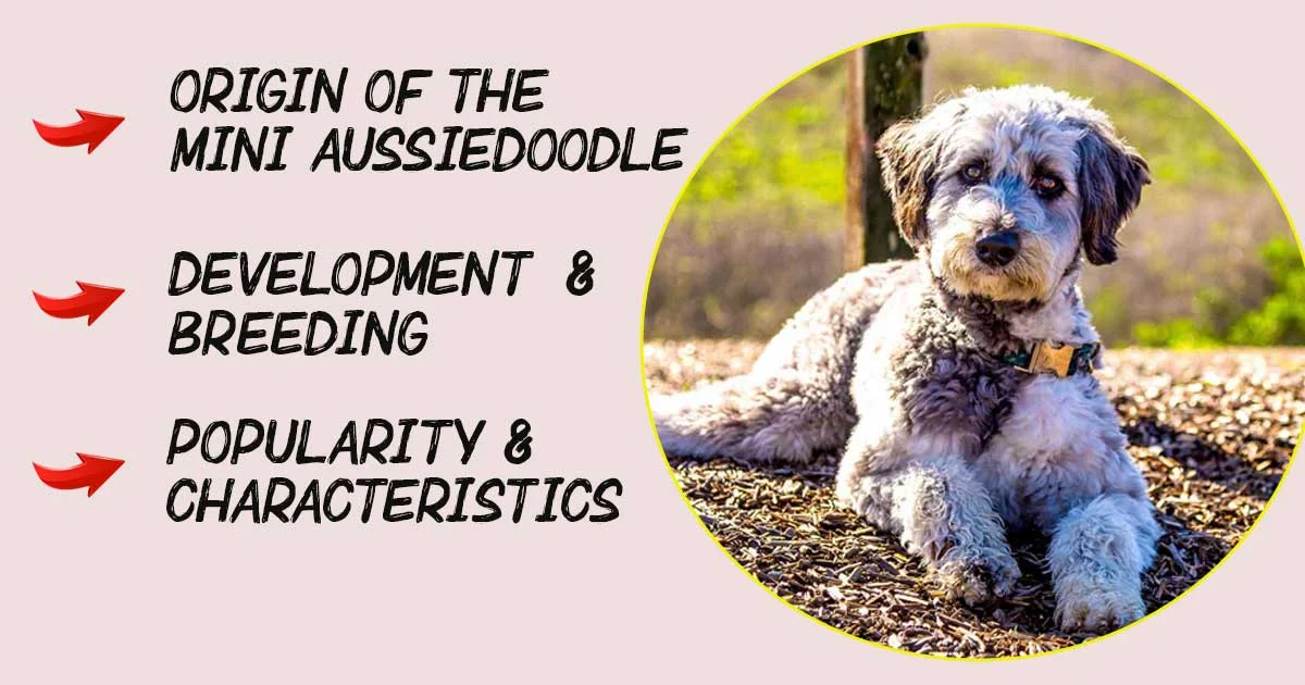 Mini Aussiedoodle History