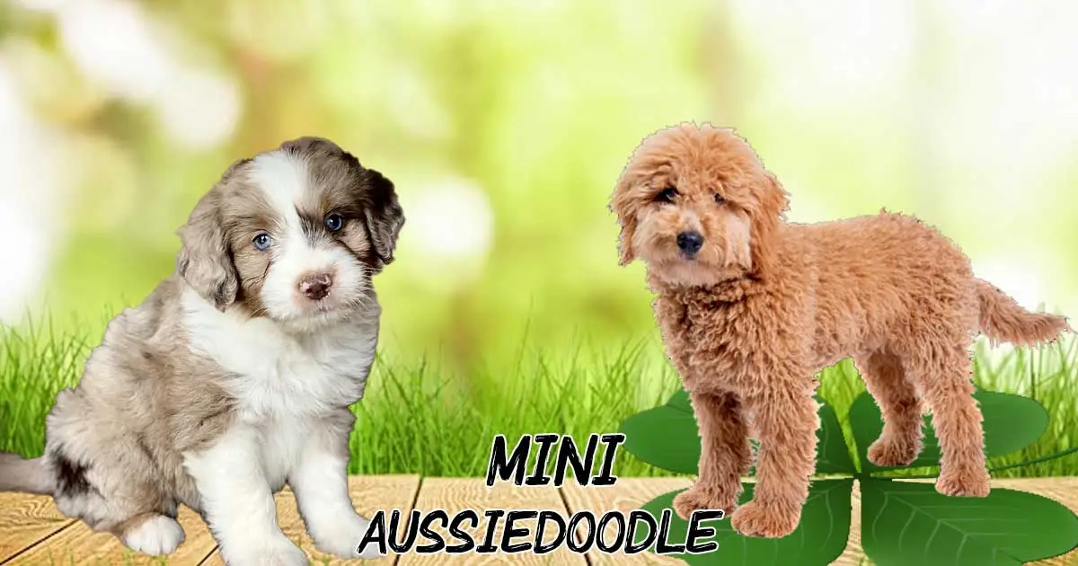 Mini Aussiedoodle