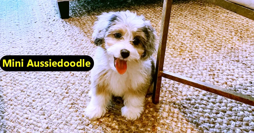 Mini Aussiedoodle