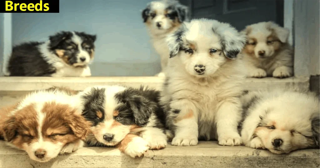 Mini Aussiedoodle Breed