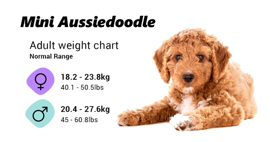 Mini Aussiedoodle Weight Chart