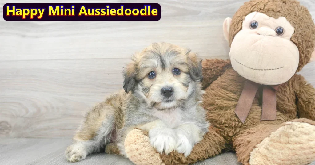 Mini Aussiedoodle lifespan