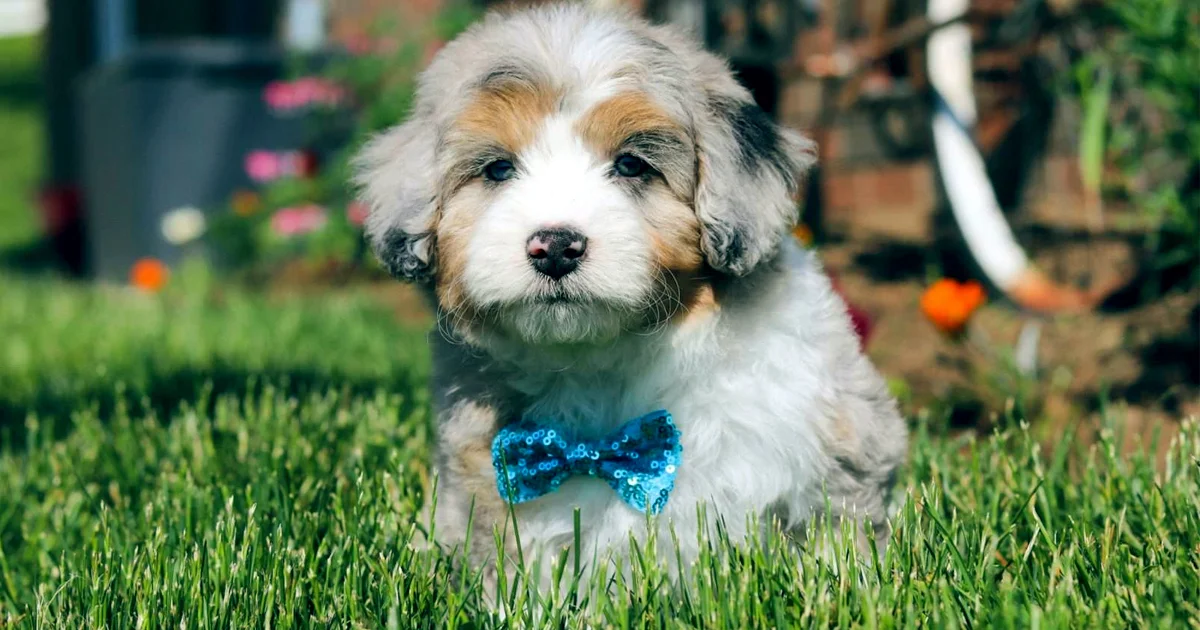 Mini Golden Aussiedoodle