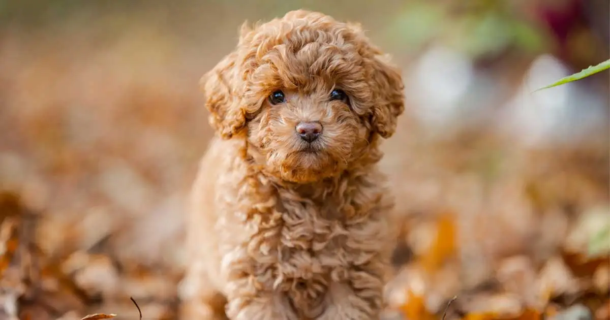 Mini Aussiedoodle Puppies