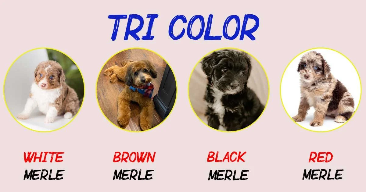 Mini Aussiedoodle Tri-Color Color