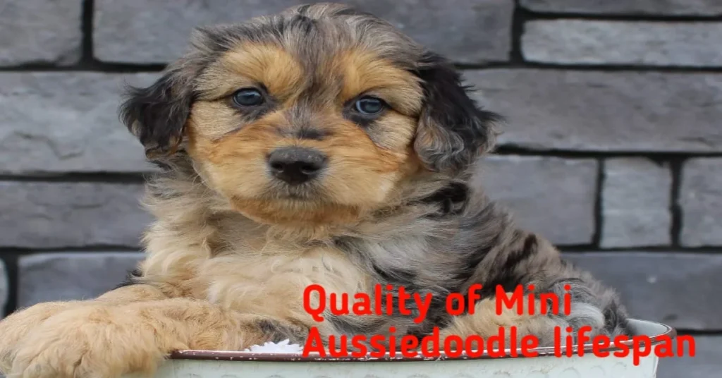 Quality of Mini Aussiedoodle lifespan