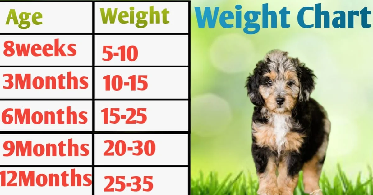 Mini Aussiedoodle Size and weight