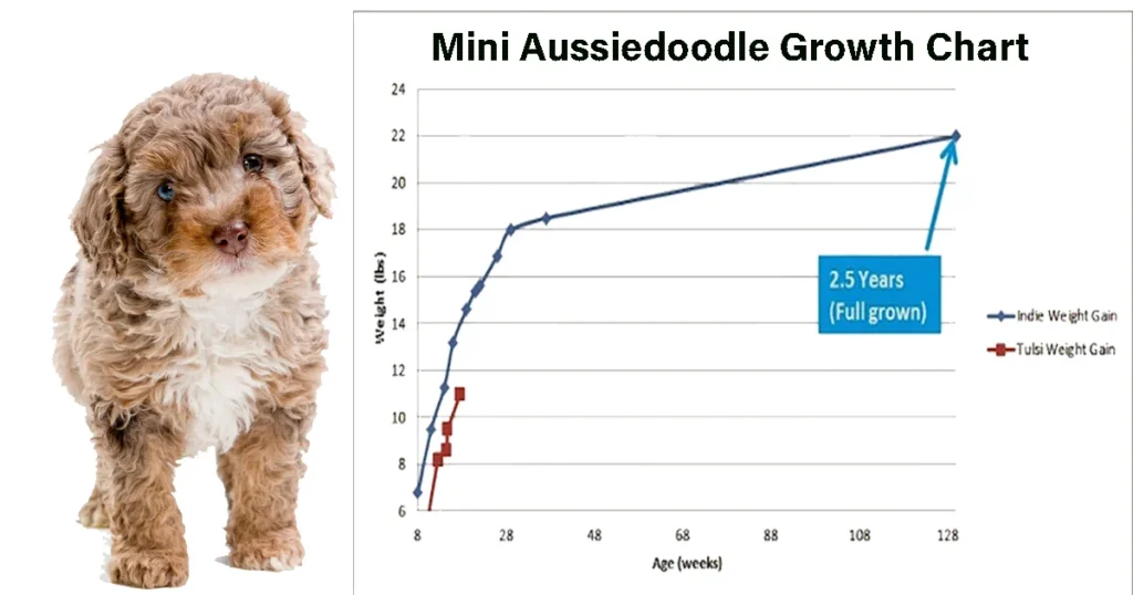 Mini Aussiedoodle Size and weight Chart