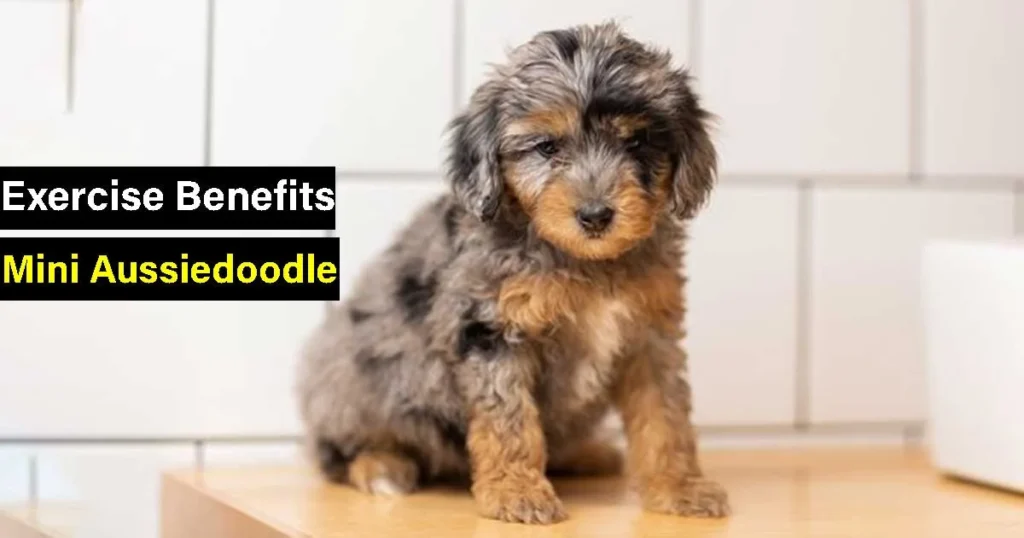 Benefits of Exercise for Mini Aussiedoodles