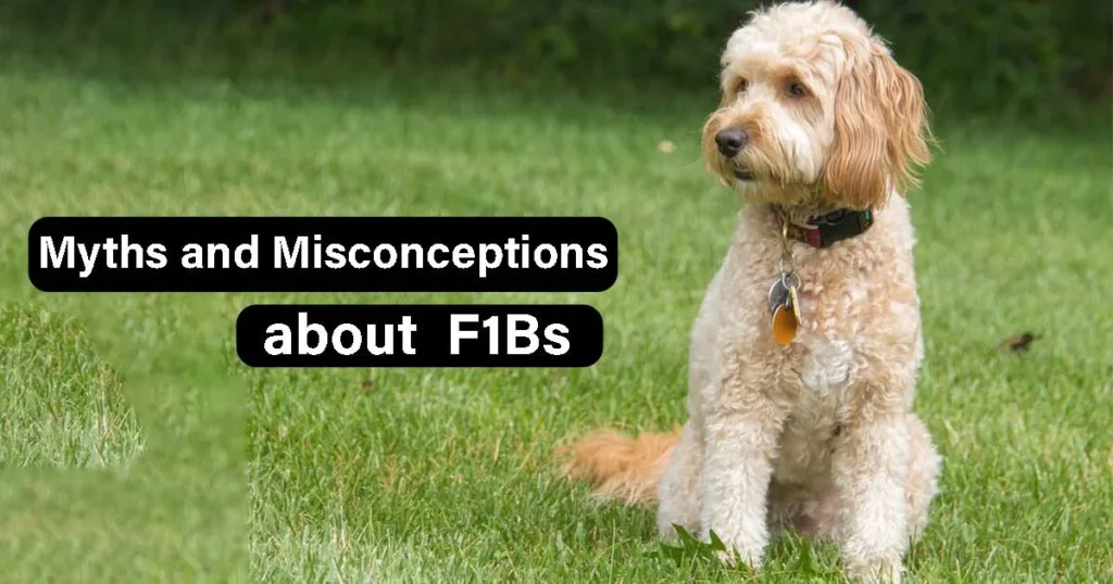 Common Myths and Misconceptions about  F1Bs