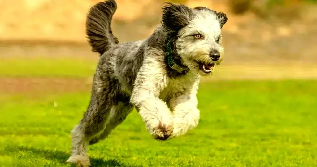  Exercising Mini Aussiedoodles