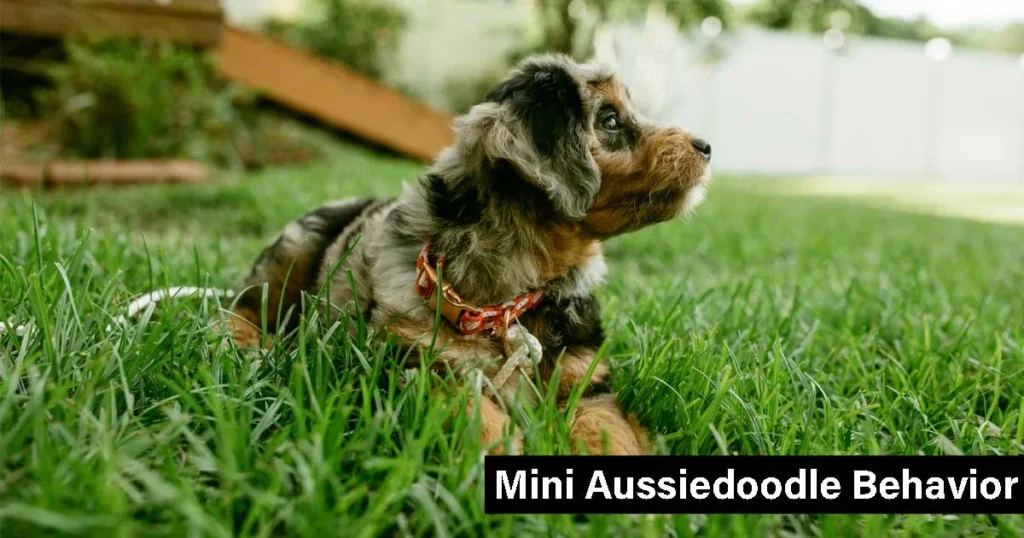  Mini Aussiedoodle Behavior