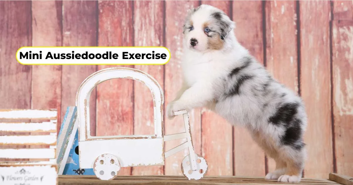 Mini Aussiedoodle Exercise