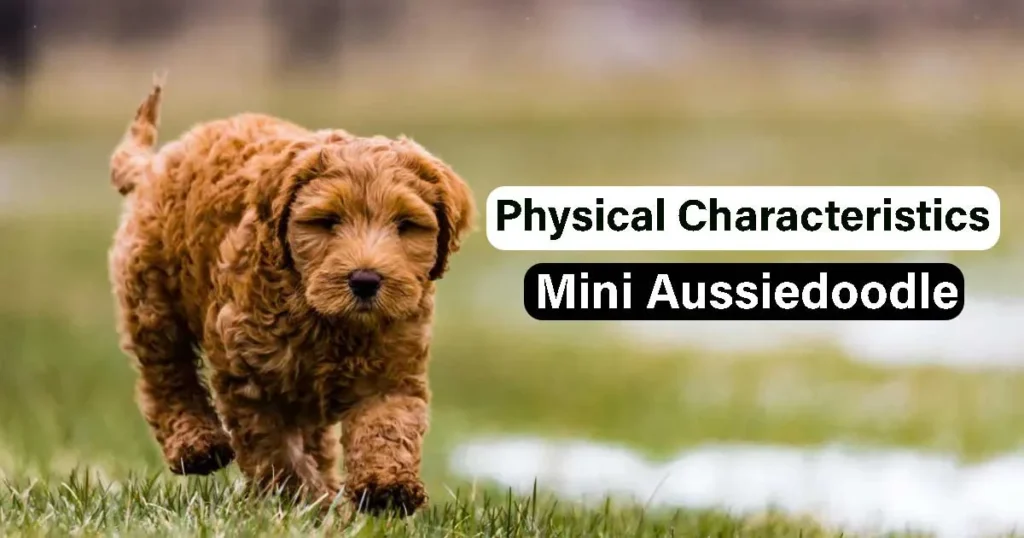 Physical-Characteristics