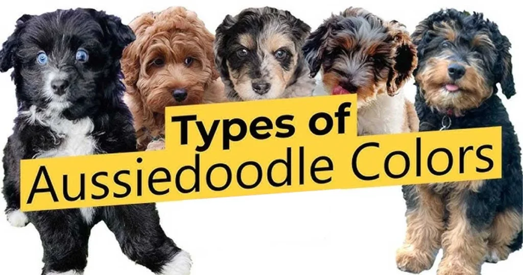 Small Aussiedoodle Coat Types