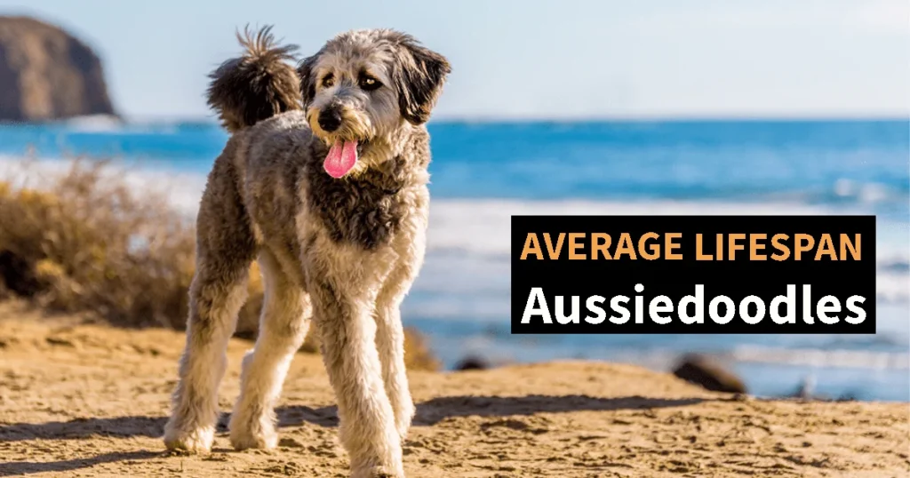 Average Lifespan of Aussiedoodles