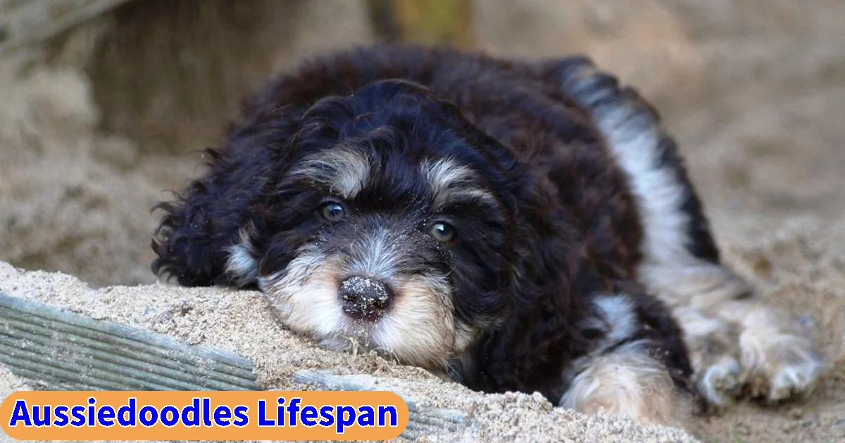 How Long Do Aussiedoodles Live: Lifespan & Care Guide