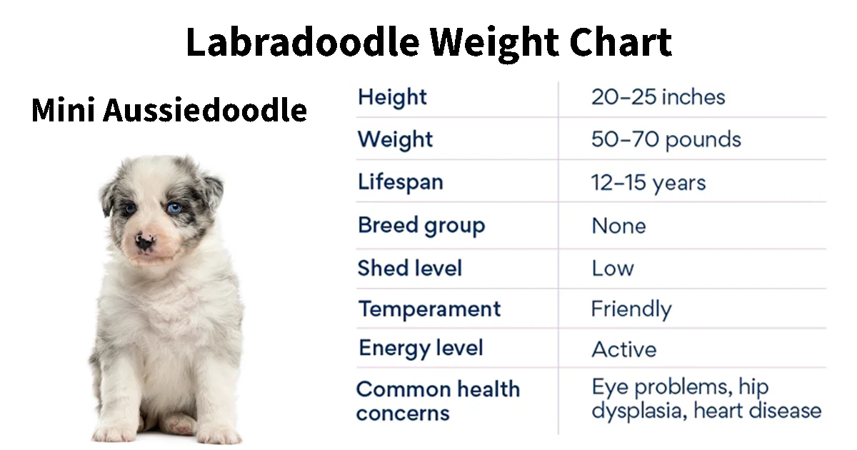 Labradoodle Weight Chart: Growth Patterns Health Management