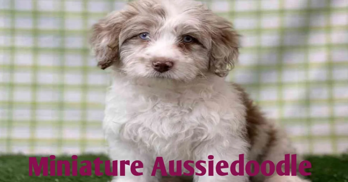 Miniature Aussiedoodle