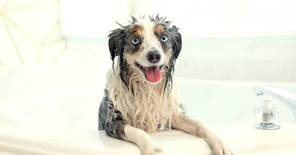 Bathing Your Dog