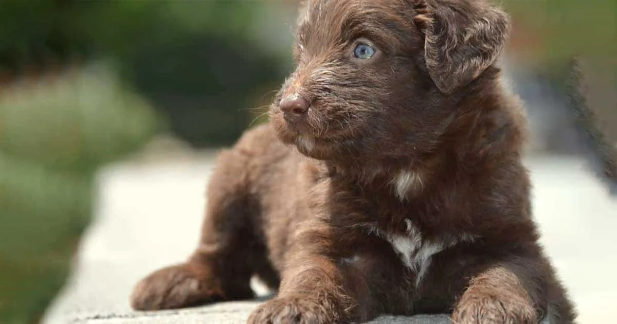 Chocolate Mini Aussiedoodle: Smart and Charming Companion