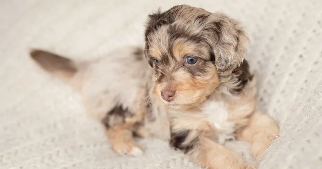 Development of the Small Aussiedoodle