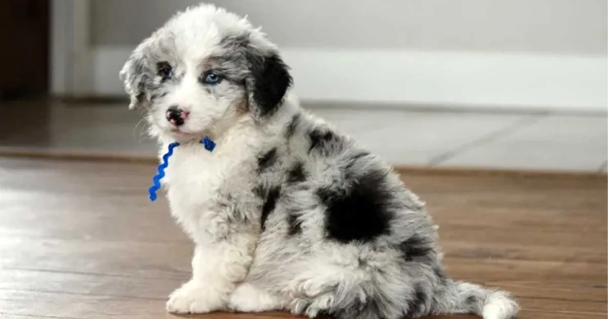 Discover the Best Care for Small Aussiedoodles and Training