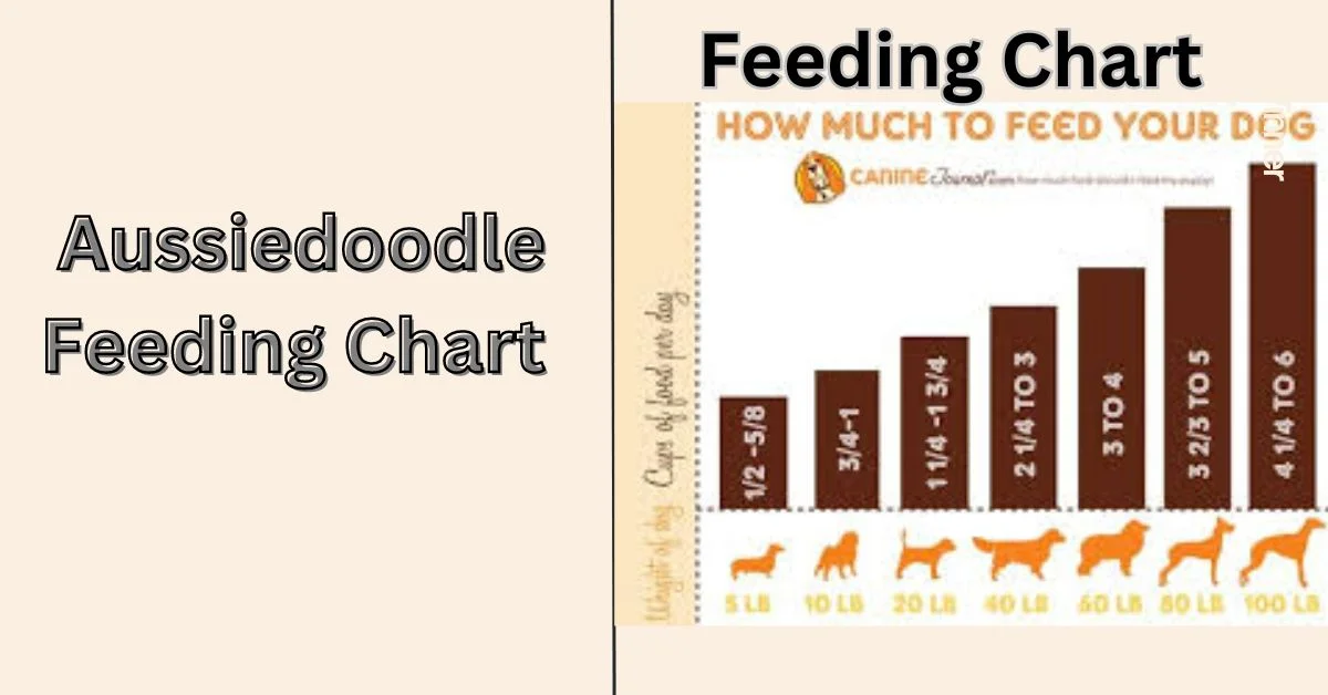 Aussiedoodle Feeding Chart