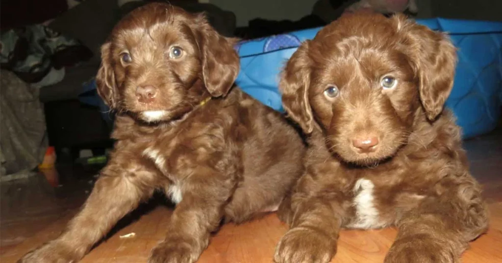 Unique Features of the Chocolate Mini Aussiedoodle