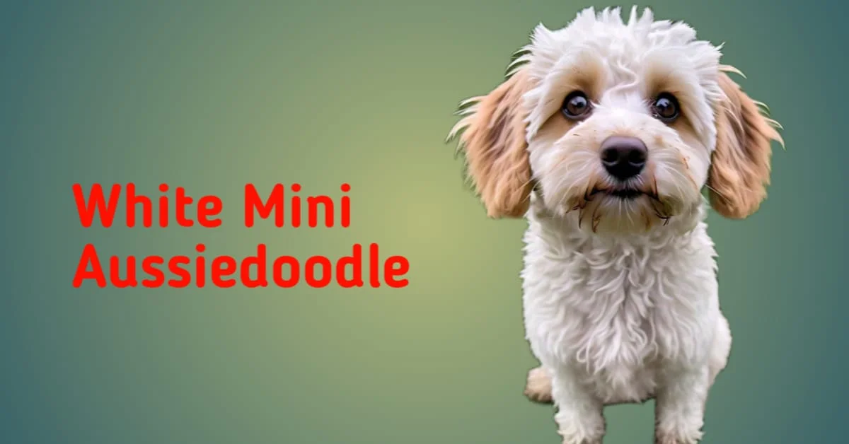 Discover the White Mini Aussiedoodle Traits, Care and More