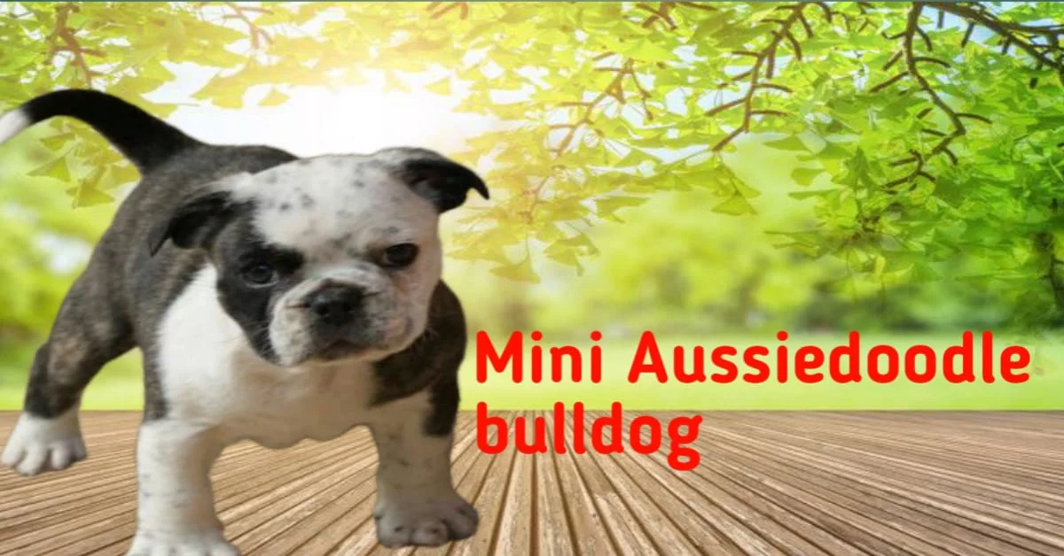 Mini Aussiedoodle Bulldog Intelligent and Affectionate