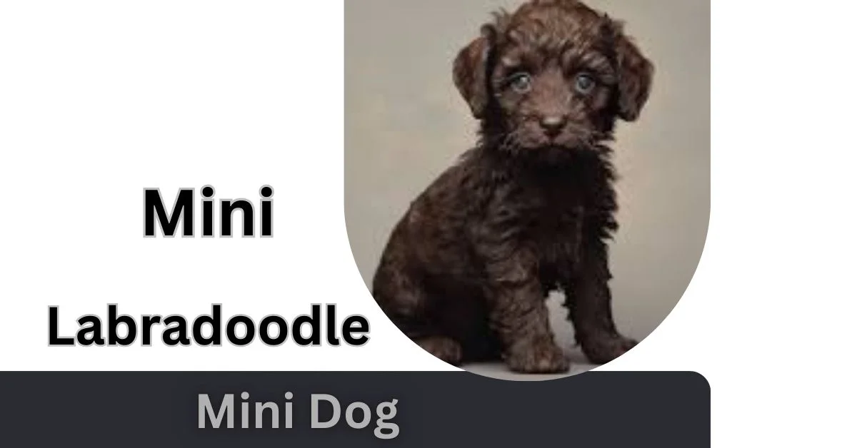 Mini Labradoodle