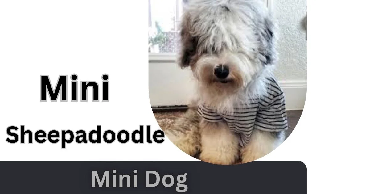 Mini Sheepadoodle