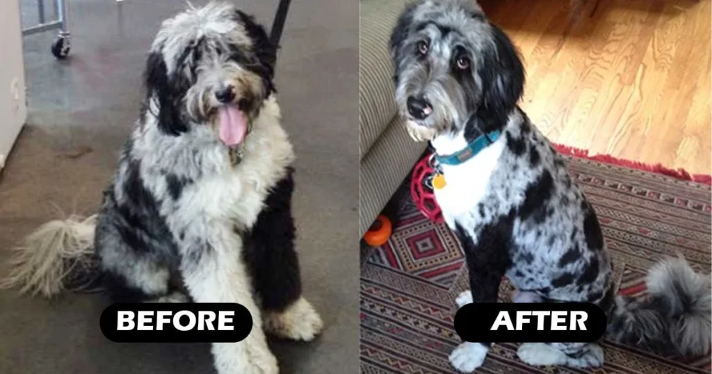 Mini Aussiedoodle Haircuts