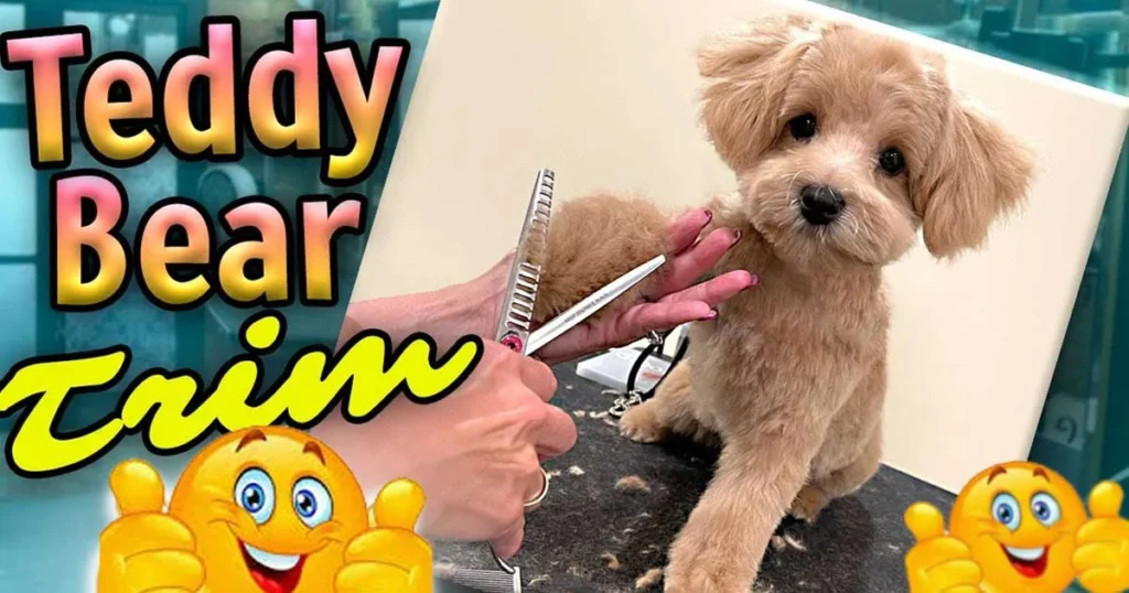 Mini Aussiedoodle teddy bear cut