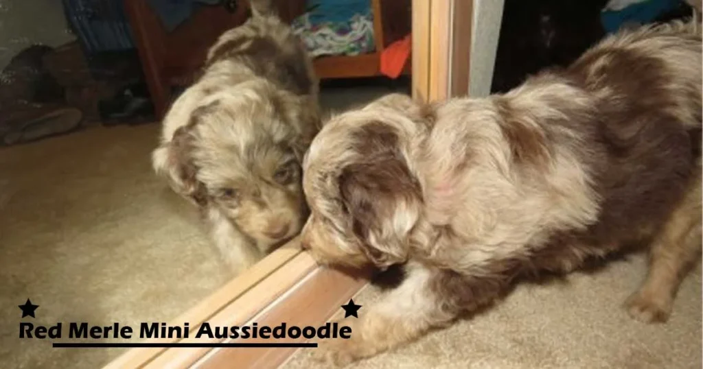 Red Merle Mini Aussiedoodle