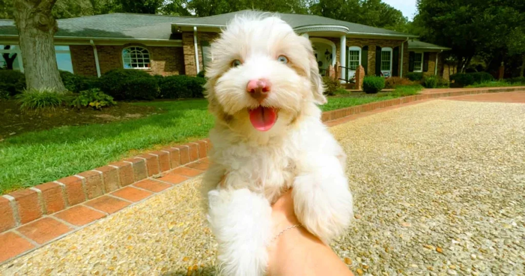 White Mini Aussiedoodle