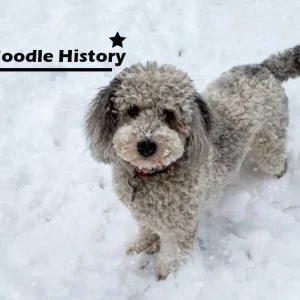 Mini-Aussiedoodle-History